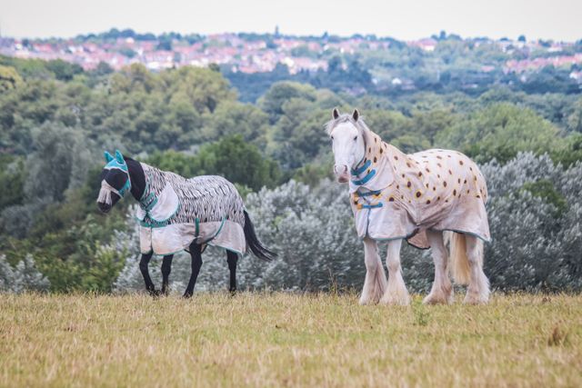 Horse Rug Guide Understanding Turnout, Stable and Weather-Protection Options